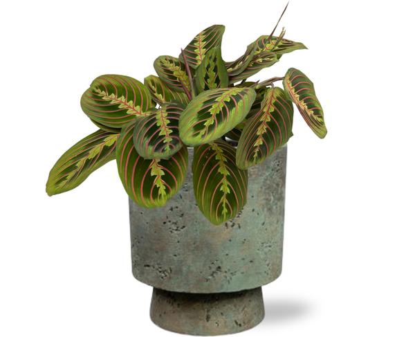 Gebetspflanze - Maranta Fascinator - Ø12cm - ↕20cm + Pot Aily D14x18cm - Topf Grün