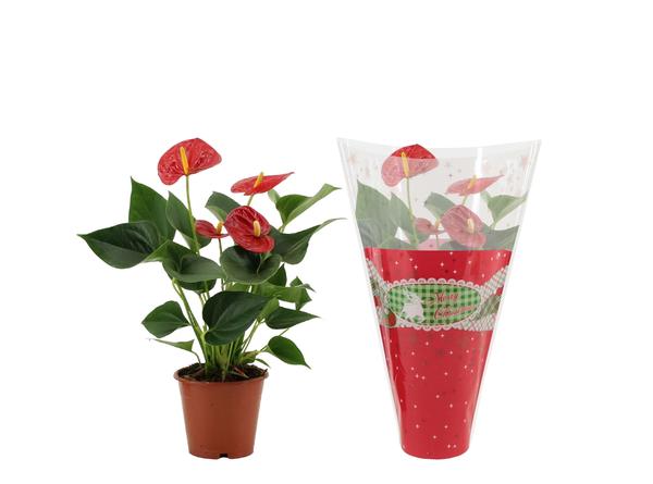 Anthurie - Anthurium Success Red In Christmas Sleeve - Ø12cm - ↕36cm