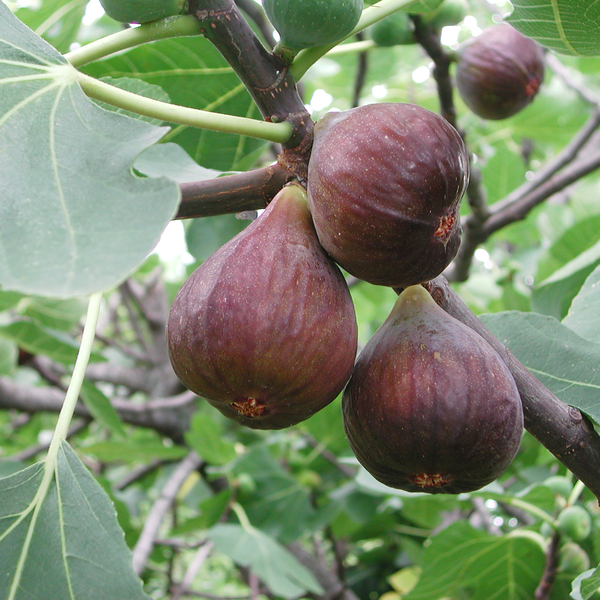 Feige - Ficus Carcia - Bio-Feigenbäume - Ø 13 cm - ↨ 20 cm   3 Stück