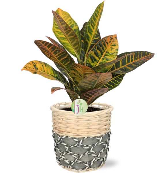 Wunderstrauch Petra - Codiaeum Petra - Ø17cm - ↕45cm + Lexi Pot D19x19cm - Topf Grau