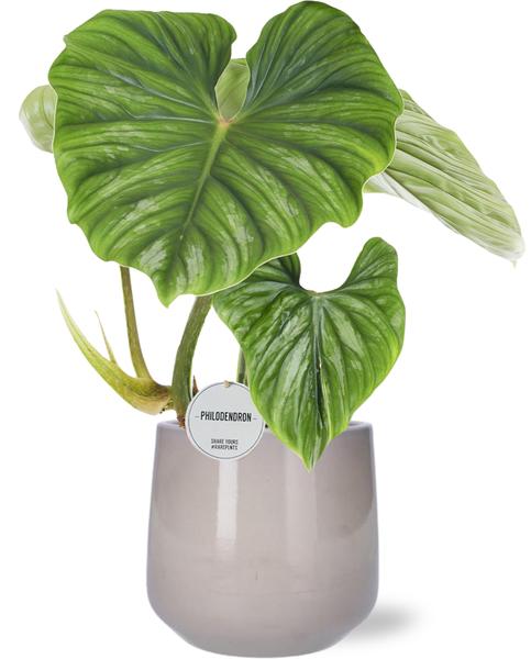 Baumfreund - Philodendron Plowmanii - Ø15cm - ↕50cm + Puglia Pot D16,5/18x16cm - Topf Grau