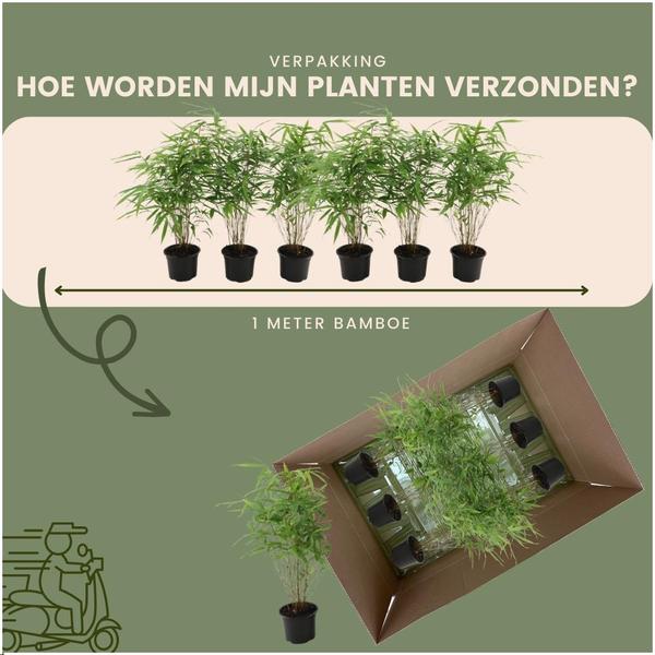 Roter Bambus - Fargesia Rufa - Ø13 cm - ↕25 cm - Winterharte Bambuspflanzen - keine Wurzelausläufer   6 Stück