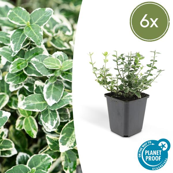 Weißbunte Kriechspindel - Euonymus 'Emerald 'n Gaity' - ↕10-25cm - Ø9cm 6 Stück