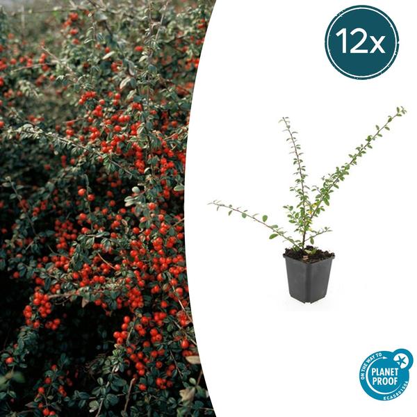 Zwergmispel - Cotoneaster suec. 'Coral Beauty' - ↕10-25cm - Ø9cm 12 Stück