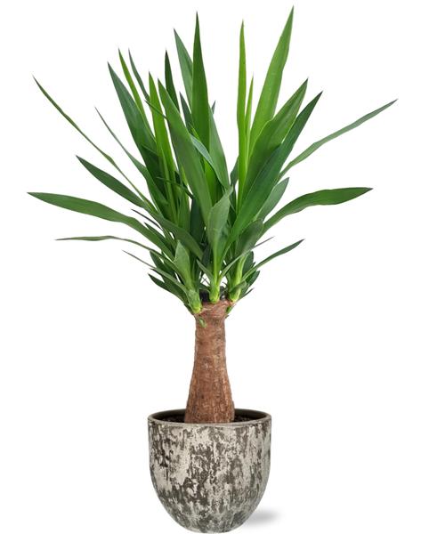 Yucca Maya Tree - Ø19cm - ↕80cm + Sem Pot D20x18cm - Topf Braun