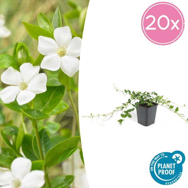 Kleines weißes Immergrün - Vinca minor 'Alba' - ↕10-25cm - Ø9cm 20 Stück