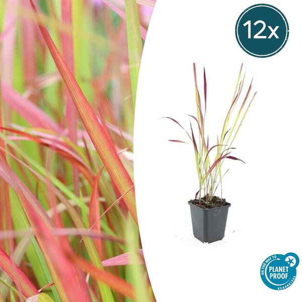 Japanisches Blutgras - Imperata cylindrica 'Red Baron' - ↕10-25cm - Ø9cm - 12x