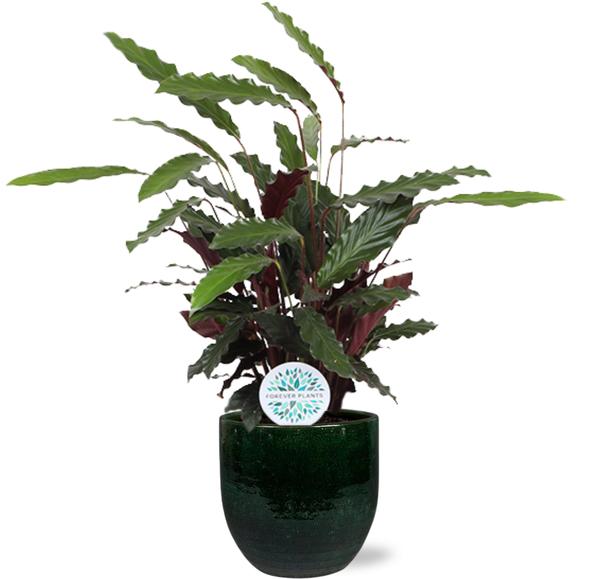 Samtcalathea - Calathea Rufibarba - Ø21cm - ↕85cm + Jolin Pot D24x23cm -Topf Grün