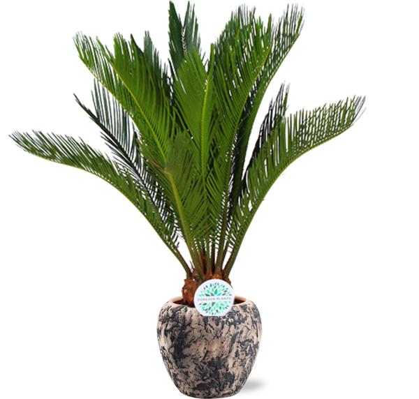 Japanischer Palmfarn - Cycas Revoluta - Ø17cm - ↕70cm + Doug Pot D18x16cm - Topf Schwarz Beige