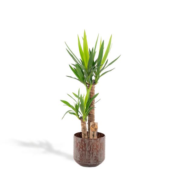 Yucca mit Topf - ↨100cm - Ø21cm