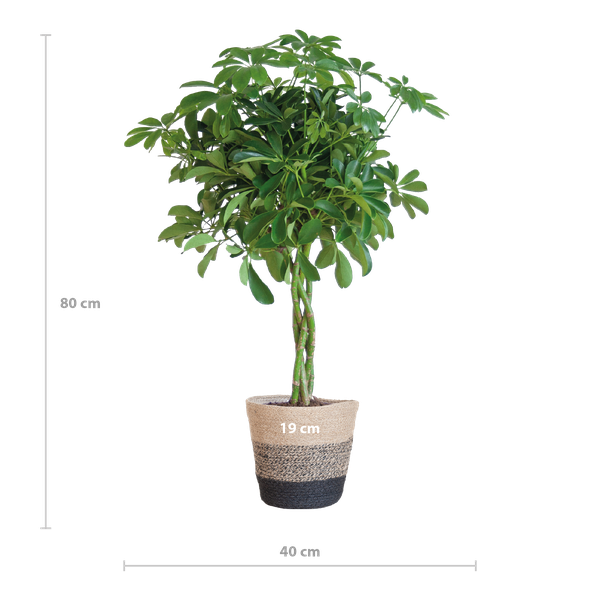 Strahlenaralie - Schefflera Arab Nora mit Korb Lissabon Schwarz - 70cm - Ø21