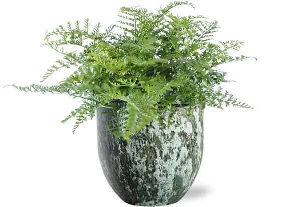 Vogelnestfarn - Asplenium Parvati - Ø21cm - ↕40cm + Sem Pot D24x22cm - Topf Grün