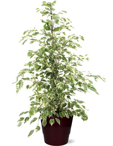 Birkenfeige - Ficus benjamina Twilight - Ø21cm - ↕95cm + Pot Basic D22x19cm - Topf Bordeaux