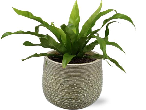 Vogelnestfarn - Asplenium Antiquum - Ø12cm - ↕25cm + Noale Pot D14,5x12cm - Topf Grün