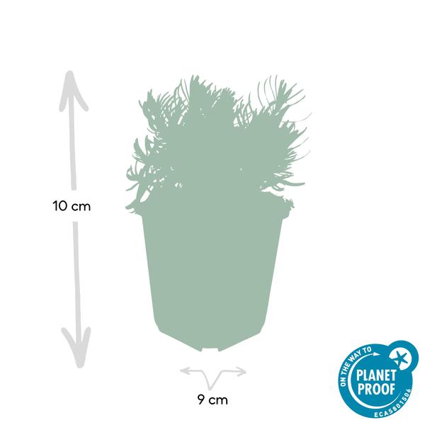 Lavendel - Lavandula 'Hidcote' - ↕10-25cm - Ø9cm 6 Stück