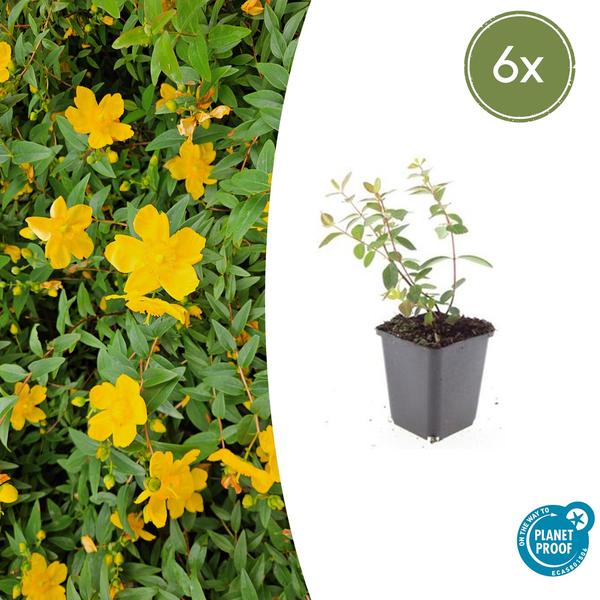 Johanniskraut - Hypericum dummeri 'Peter Dummer' - ↕10-25cm - Ø9cm - 6x