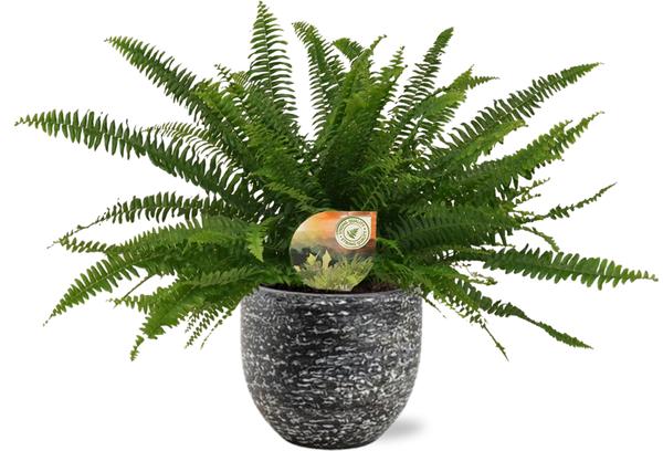 Schwertfarn - Nephrolepis Green Lady - Ø17cm - ↕40cm + Tim Pot D18x16cm -Topf Schwarz Weiß