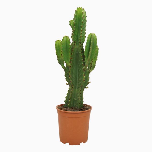 Kaktus Wolfsmilch - Euphorbia Ingens 21cm