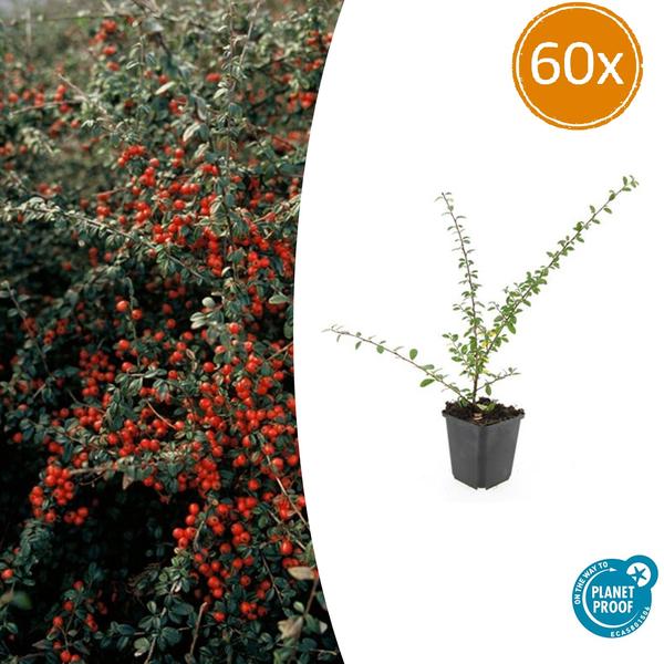 Zwergmispel - Cotoneaster suec. 'Coral Beauty' - ↕10-25cm - Ø9cm 60 Stück