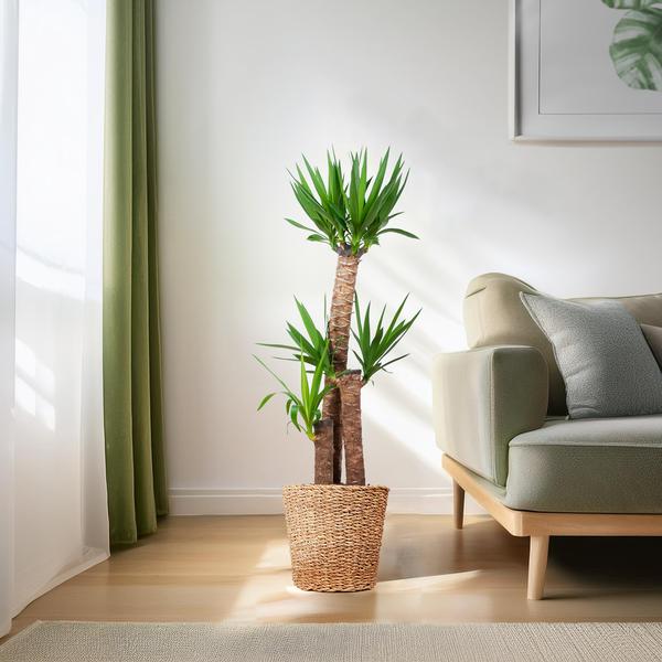 Yucca XL mit Torun-Korb – 125 cm – Ø24