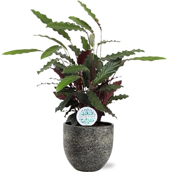 Samtcalathea - Calathea Rufibarba - Ø21cm - ↕85cm + Tim Pot D24x22cm - Topf Schwarz Weiß