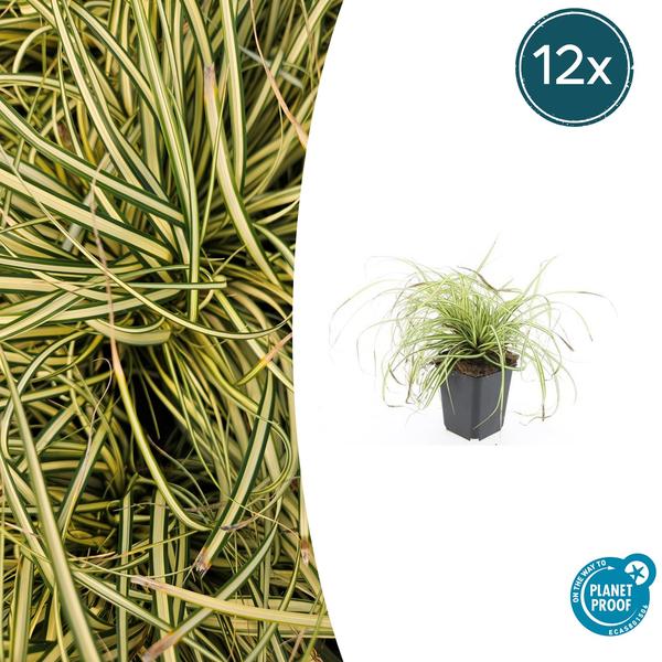 Japangoldsegge - Carex oshim. 'Evergold'  - ↕10-25cm - Ø9cm - 12x