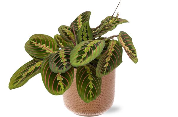 Gebetspflanze - Maranta Fascinator - Ø12cm - ↕20cm + Aresso Pot D13x12,5cm - Topf Braun