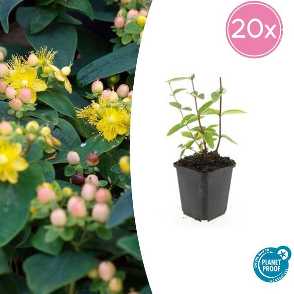 Johanniskraut - Hypericum inodorum 'Annebel' - ↕10-25cm - Ø9cm - 20x