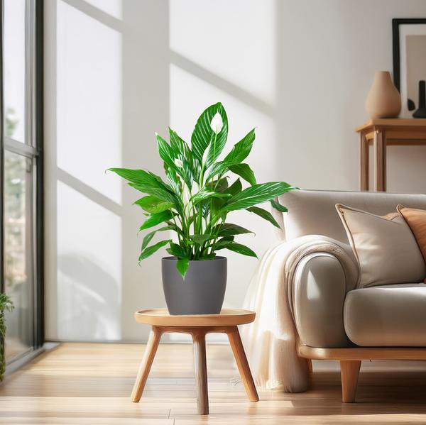 Friedenslilie - Spathiphyllum mit Topf Viber grau – 80 cm – Ø21