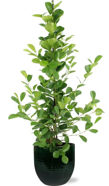 Lorbeerfeige - Ficus microcarpa Moclame - Ø21cm - ↕95cm + Jolin Pot D24x23cm - Topf Grün