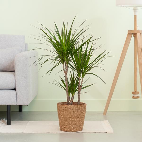 Drachenbaum - Dracaena Marginata mit naturfarbenem Korb  - 95cm - Ø21