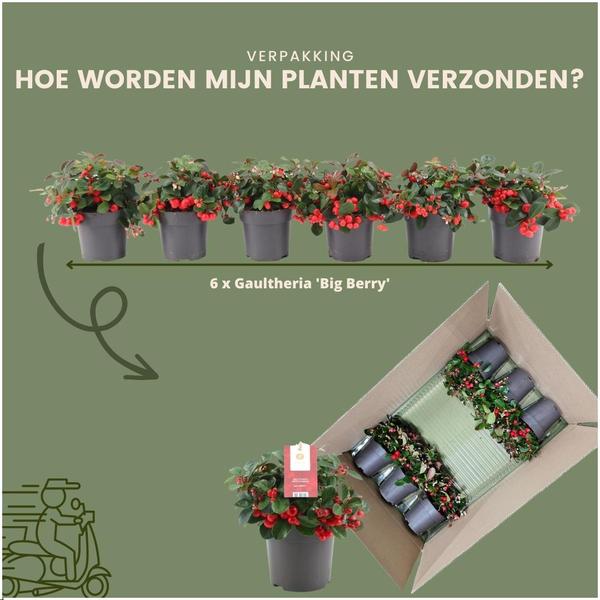 Wintergrün Big Berry - Gaultheria procumbens 'Big Berry' | 12 cm Ø | 15-20 cm ↕   6 Stück