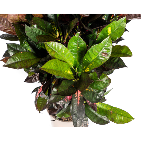 Wunderstrauch Iceton - Codiaeum 'Croton' Iceton Ø24cm - ↕90-100cm