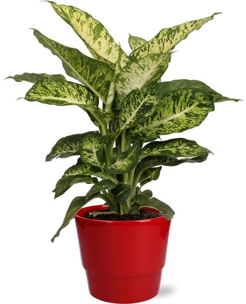 Dieffenbachia Mars - Ø17cm - ↕50cm + Pot Basic D18x15cm - Topf Rot