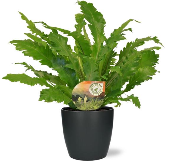 Nestfarn - Asplenium Campio - Ø17cm - ↕50cm + Pot Brussels D18x17cm - Topf Anthrazit