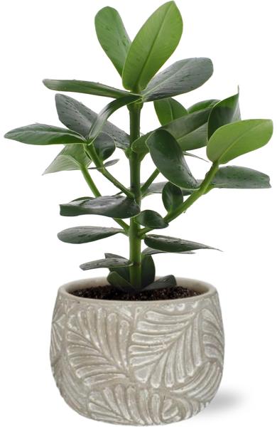 Balsamapfel - Clusia Rosea Princess - Ø12cm - ↕15cm + Stone Leaf Bolpot D12/13,5x11cm - Topf Grau