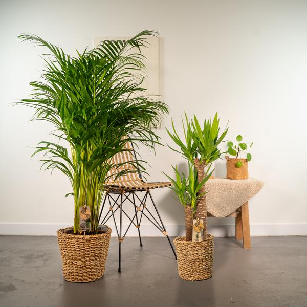 Pflanzen Mix - Areca - ↨130cm - Ø24cm + Yucca - ↨100cm - Ø21cm