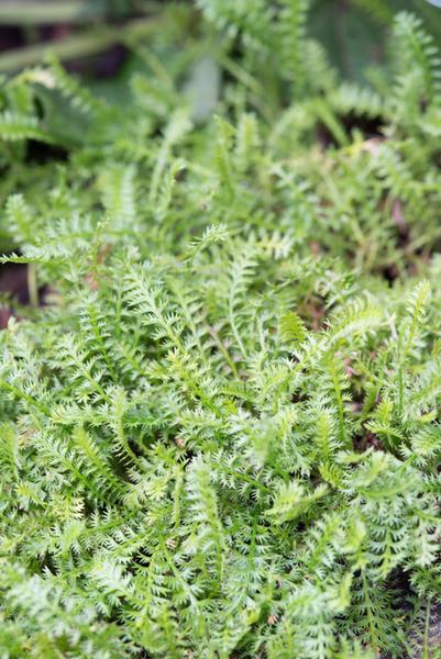 Farnfiederpolster - Leptinella squalida - ↕10-25cm - Ø9cm - 40x