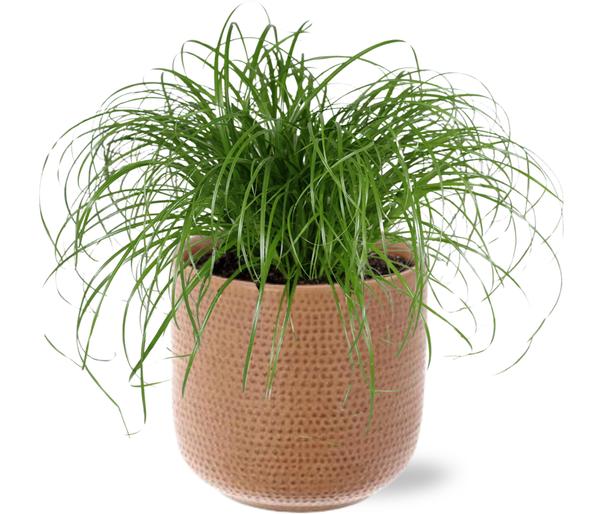 Katzengras - Cyperus Alternifolius - Ø12cm - ↕20 cm + Aresso Pot D13x12,5cm - Topf Braun