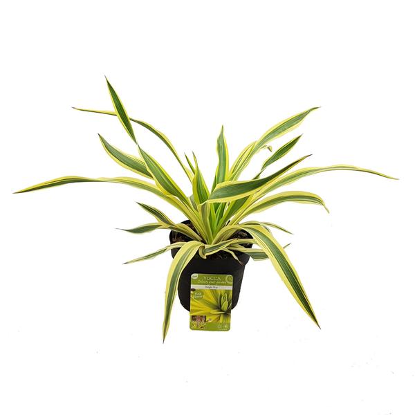 Yucca gloriosa 'Bright Star' - Ø13cm - ↕20cm