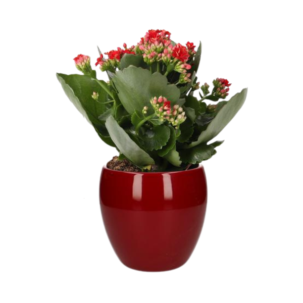 Flammendes Käthchen - Kalanchoe Rosalina Don Justino Rood - Ø12cm - ↕27cm + Bowl Pot D13/14.5x13cm - Topf rot