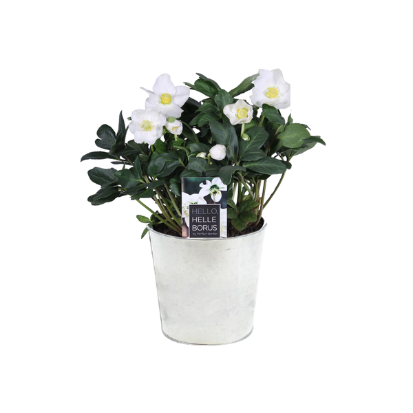 Christrose - Helleborus Niger 'Christmas Carol Early' XL - Ø17cm - ↕30cm + Pot D18x17cm - Topf Zinc