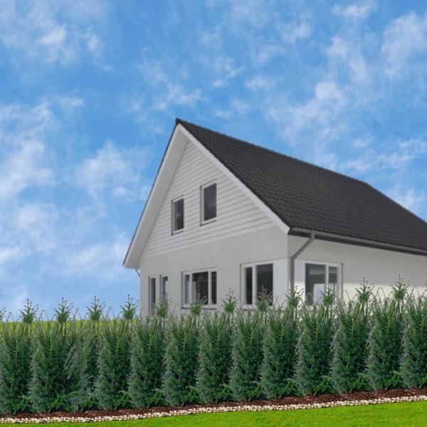 Europäische Eibe - Taxus Baccata - Pflanzen für 10 laufende Meter Hecken - 12L - 25 x 80-100 cm  25 Stück