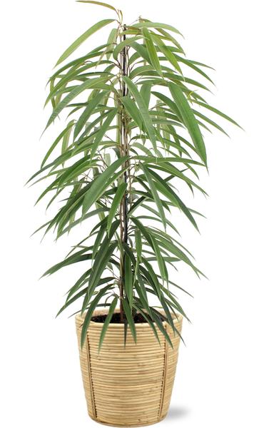 Schmallblättrige Birkenfeige - Ficus Binnendijkii Alii - Ø21cm - ↕80cm + Bibek Pot D22x22cm - Basket Korb Beige Natürlich