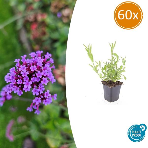 Patagonisches Eisenkraut - Verbena bonariensis - ↕10-25cm - Ø9cm 60 Stück