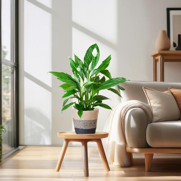 Friedenslilie - Spathiphyllum mit Korb Lissabon Schwarz - 80cm - Ø21