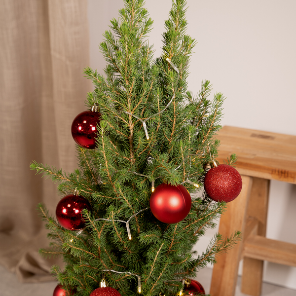 Zuckerhutfichte Kleiner Weihnachtsbaum - Picea Glauca Conica - Ø21cm - ↕80cm - Red - Ø21 - ↨80cm