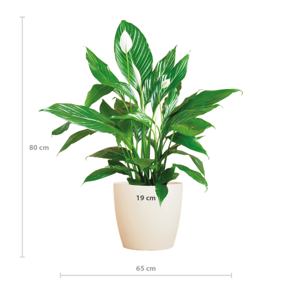 Friedenslilie - Spathiphyllum mit Topf Viber weiß – 80 cm – Ø21