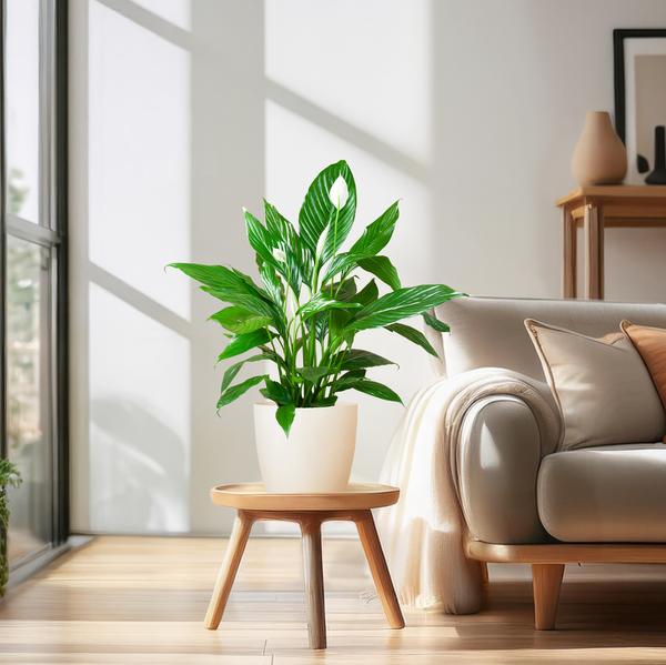 Friedenslilie - Spathiphyllum mit Topf Viber weiß – 80 cm – Ø21