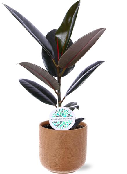 Gummibaum - Ficus Elastica Abidjan - Ø17cm - ↕60cm + Aresso Pot D18x16,5cm - Topf Braun